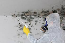 Trusted Big Sky, MT Mold Removal Experts